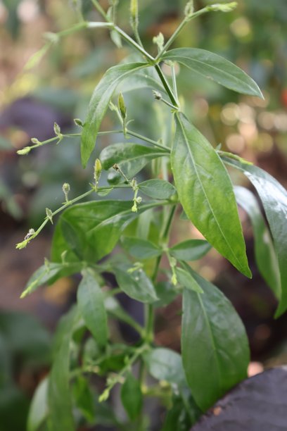 这张图片是一株植物的特写，有深绿色的小叶子和精致的花朵。图片下载
