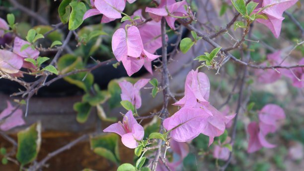 粉色花朵的两种不同视角，背景为绿叶和树枝。上方照片为特写，聚焦于带有精致花瓣和深色花心的单朵花。图片下载
