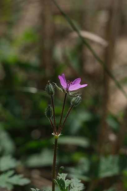 带花苞的粉色野花在长茎上的微距照片图片下载