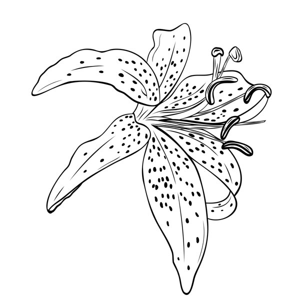 盛开的虎百合花植物线条艺术插画，细节丰富，花瓣弯曲带斑点，雄蕊突出。图形墨水矢量图。用于明信片、贴纸、印刷品的设计。图片下载