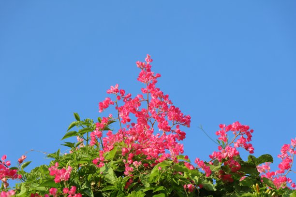 粉色花朵在蓝天背景下，照片特写图片下载