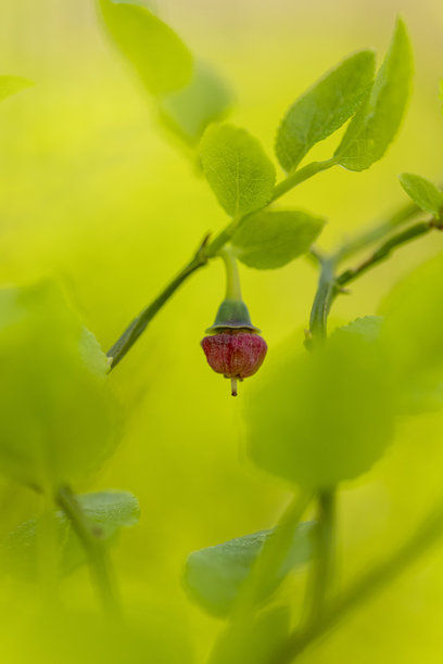 初夏森林里，全新的野生蓝莓灌木丛开着粉色的花。图片下载