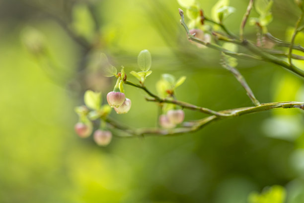初夏森林里，野生蓝莓灌木丛开着粉色的小花，充满了生机。图片下载