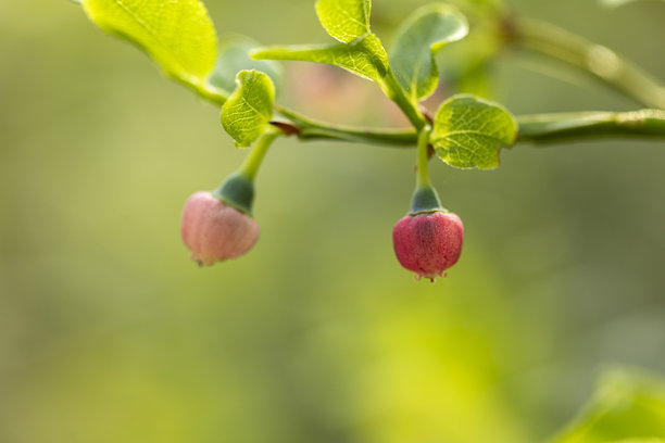 初夏森林中，新鲜的野生蓝莓灌木丛开着粉色的花朵。图片下载