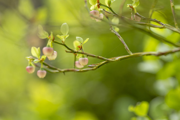 初夏森林里，新鲜的野生蓝莓灌木丛开着粉色的花。图片下载