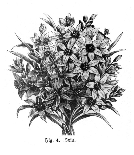花环，非洲玉米百合（Ixia），植物插画，19世纪图片下载