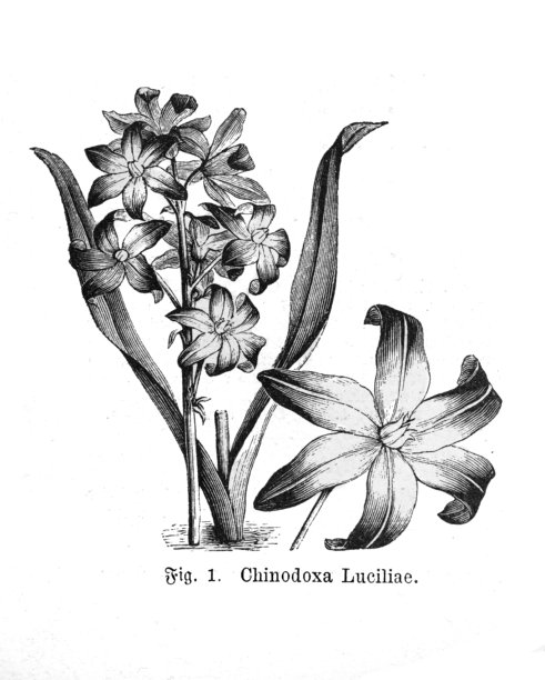 19世纪植物插画：蓝雪花（Chionodoxa Luciliae）图片下载