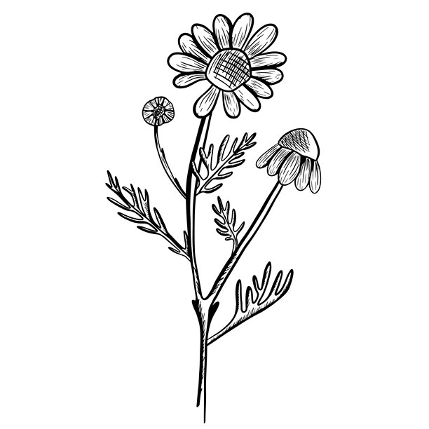 一朵盛开的洋甘菊和两朵未开的洋甘菊的矢量插画，带有茎和叶。植物雕刻风格的手绘图标。洋甘菊的自然素描。图片下载
