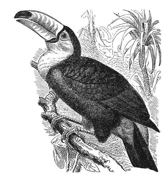 巨嘴鸟，拥有超大彩色喙和对比鲜明的羽毛，栖息于热带环境，展示了新热带鸟类解剖结构和雨林生物多样性记录，1895年的老式插画。图片下载