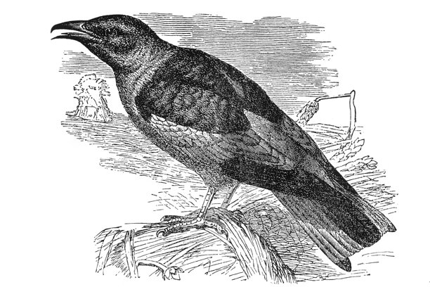 欧洲佛法僧（Coracias garrulus）在飞行姿态中展现出鲜艳的绿松石色羽毛，展示了旧大陆佛法僧科鸟类的特征和迁徙行为记录，1895年的老式复古插画。图片下载