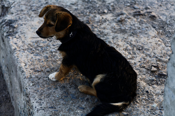 城市冒险的小狗：一只年轻的混种犬警惕地坐着，拍摄角度为户外混凝土的垂直照片图片下载