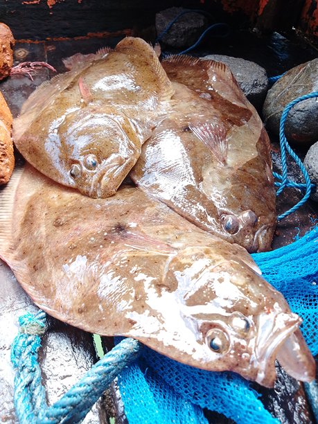 渔船上新鲜捕捞的比目鱼——野生海产海鲜图片下载