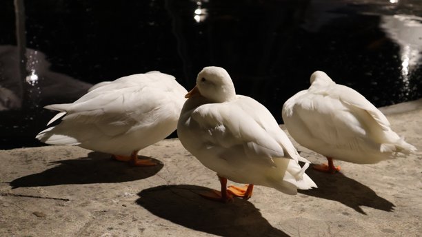这是一张照片，上面有三只鸭子紧挨着坐在一起。它们有着白色的羽毛和深色的头部，眼睛是睁开的。图片下载
