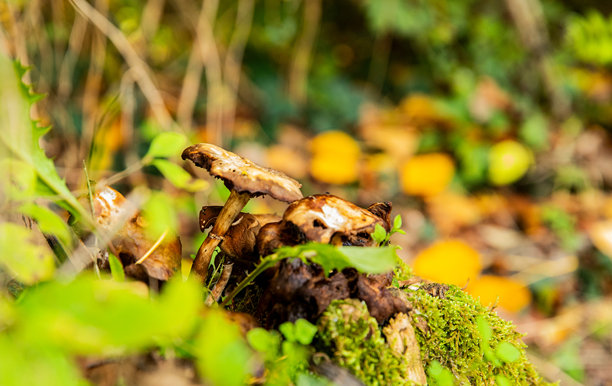长满苔藓的树桩上生长着野生的森林蘑菇图片下载