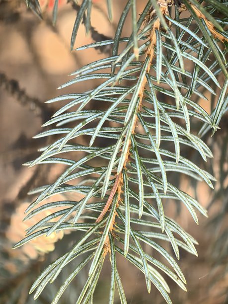 蓝云杉纹理，树枝上的针叶，云杉微距摄影，美丽的云杉树枝照片，美丽的树木照片，自然，风景，阳光下的树木，针叶树微距摄影，针叶树美丽照片，蓝云杉美图片下载