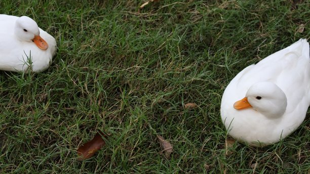 这张图片捕捉了一只鸭子在户外绿草地和一小片泥土中的两个瞬间图片下载