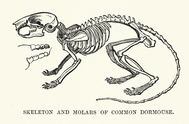 欧洲睡鼠的骨骼和臼齿，野生动物，啮齿动物，19世纪复古插画图片下载