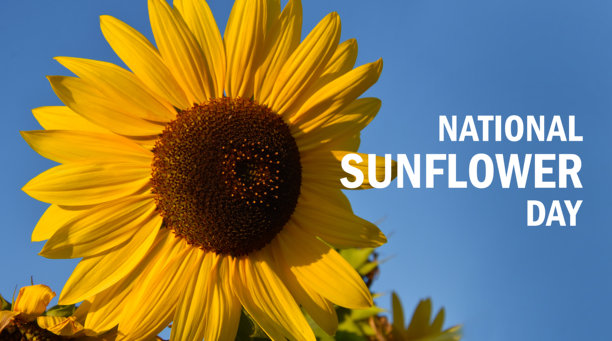 全国向日葵日海报素材图片图片下载
