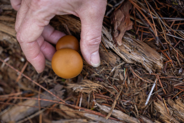 俯视腐木残骸上小小的橙褐色野生蘑菇图片下载