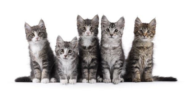 一群猫的白色背景照片图片下载