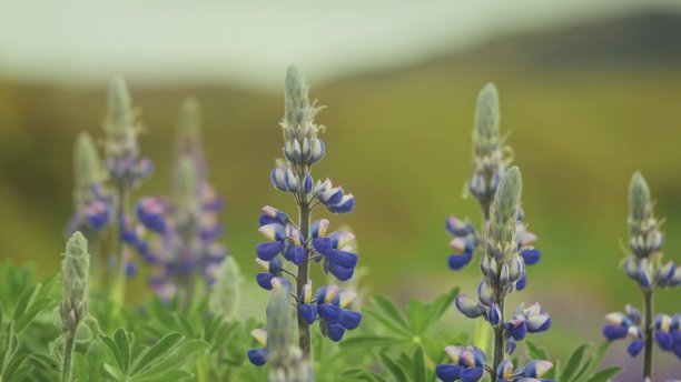 图片展示了田野里的羽扇豆。这些蓝色和紫色的花朵衬托着柔和的绿色背景。图片下载