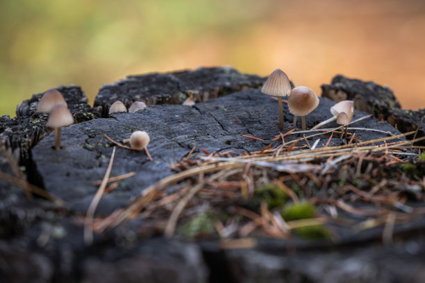 长在饱经风霜的树桩龟裂表面的微小野生蘑菇（小菇属）图片下载