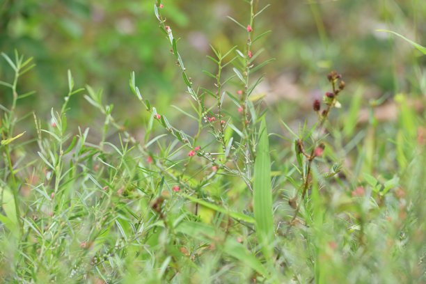 特写照片中的杂草呈现模糊效果图片下载