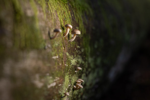 森林树木长满苔藓的树干上簇生着野生蘑菇。图片下载