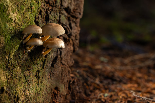 长在森林树木覆盖着苔藓的树干上的一簇野生蘑菇。图片下载
