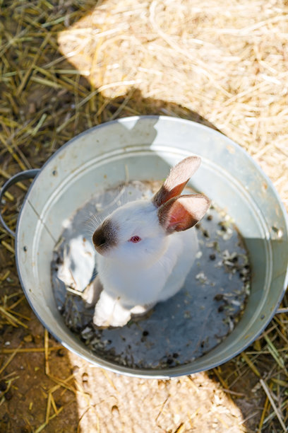 俯视拍摄的白色家兔竖幅肖像，棕色耳朵的兔子坐在农场里的银色金属桶内，营造出甜美而独特的复活节动物照片概念图片下载