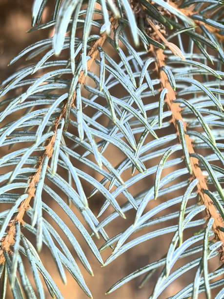 蓝云杉纹理，枝条上的针叶，云杉微距摄影，云杉枝条的精美照片，树木的精美照片，自然，风景，阳光下的树木，针叶树微距摄影，针叶树精美照片，蓝云杉之美图片下载