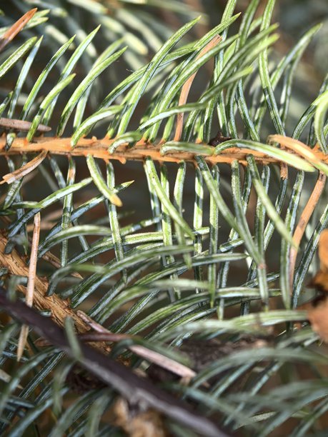 蓝云杉纹理，树枝上的针叶，云杉特写摄影，美丽的云杉枝条照片，美丽的树木照片，自然，风景，阳光下的树木，针叶树特写摄影，针叶树美丽照片，蓝云杉图片下载