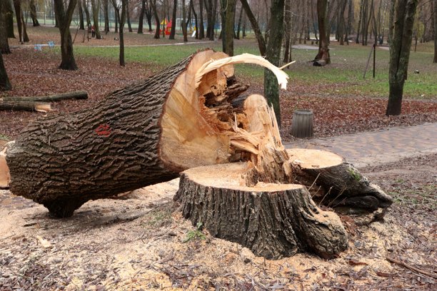 一棵树干裂开的倒下树木，位于城市公园内——这是一张用于生态、景观美化、林业、环境安全、城市规划和自然保护项目等主题的纪实照片。图片下载