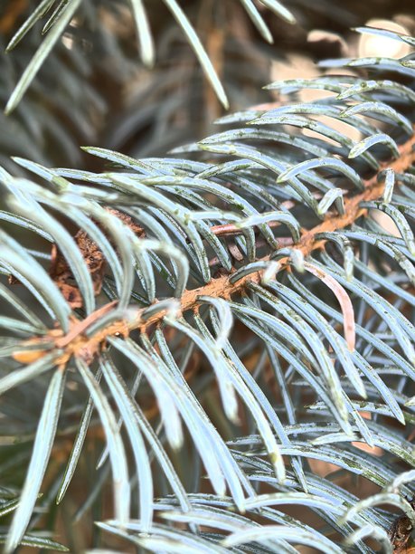 蓝云杉纹理，枝头上的针叶，云杉微距摄影，美丽的云杉枝条照片，美丽的树木照片，自然，风景，阳光下的树木，针叶树微距摄影，针叶树的美丽照片，蓝云杉的美丽图片下载