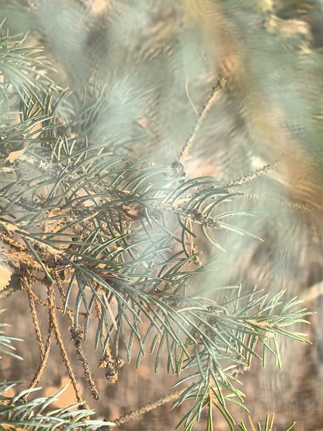 蓝云杉纹理，枝头上的针叶，云杉微距摄影，漂亮的云杉枝条照片，漂亮的树木照片，自然，景观，阳光下的树木，针叶树微距摄影，针叶树漂亮照片，蓝云杉美图片下载