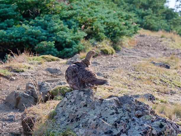 美国华盛顿州奥林匹克国家公园飓风岭，一只灰林鹑栖息在岩石上的详细肖像照片图片下载