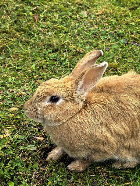 雨中兔子，草地上的兔子，一只兔子的美丽照片，毛茸茸的宠物，宠物的精美照片图片下载