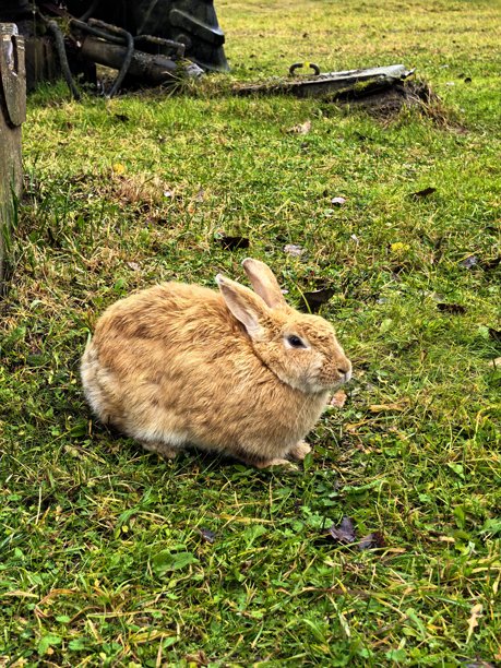 雨中的兔子，草地上的兔子，美丽的兔子照片，毛茸茸的宠物，美丽的宠物照片图片下载