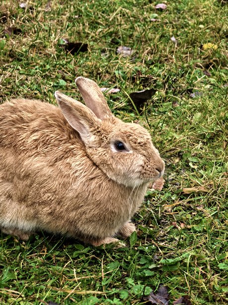 雨中的兔子，草地上的兔子，美丽的兔子照片，毛茸茸的宠物，美丽的宠物照片图片下载