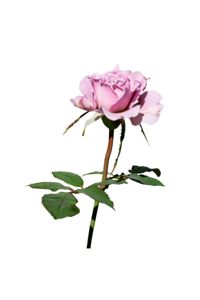 薰衣草水晶玫瑰，紫色玫瑰，枝条，孤立，美丽，单朵花，复古色调，真实，自然，浪漫图片下载