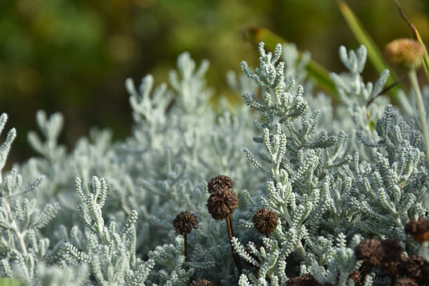 全景照片背景的 Santolina chamaecyparissus 薰衣草棉植物图片下载