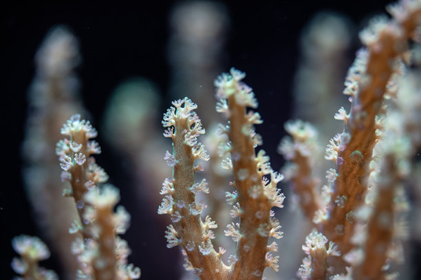 水下照片 - 柔软的珊瑚或海葵触手，美丽的抽象海洋有机背景图片下载