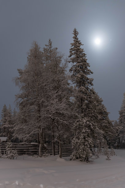 芬兰拉普兰森林中，月夜下的白雪覆盖的树木长曝光照片图片下载