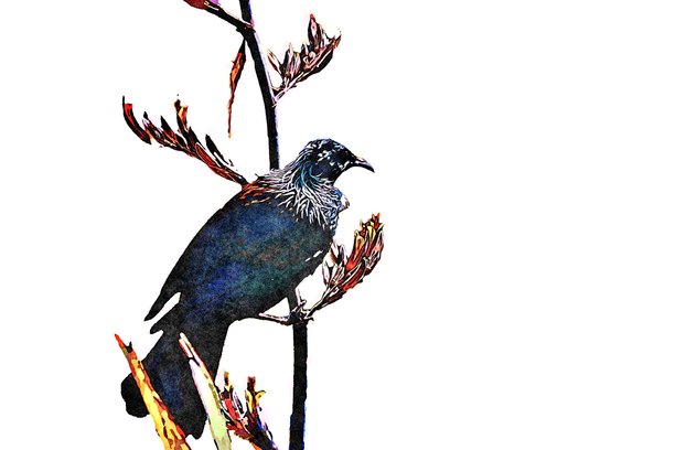 新西兰歌百灵鸟的水彩插画图片下载