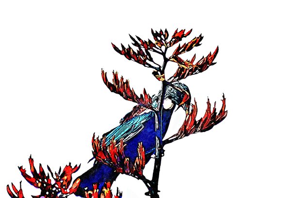 新西兰歌百灵的水彩插画图片下载