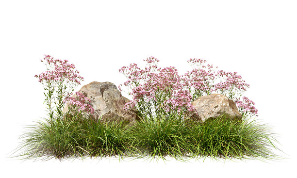 野花粉色观赏花朵，搭配岩石和草地，白色背景，3D插画图片下载