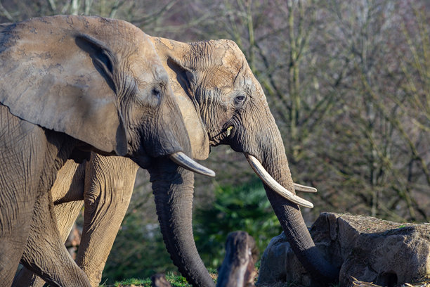 两只非洲象在自然环境中行走的照片图片下载