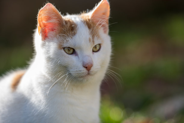 一只年轻的白橙色猫的特写肖像。猫的眼睛映照着周围的环境。非常漂亮的模糊背景。图片下载
