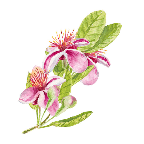 斐济果早午餐。带有盛开的斐济果花、叶子和花蕾的树枝的水彩插画，孤立在白色背景上，适用于纺织品、织物、印刷品、包装纸、剪贴簿、食谱书、邀请函、化妆品图片下载