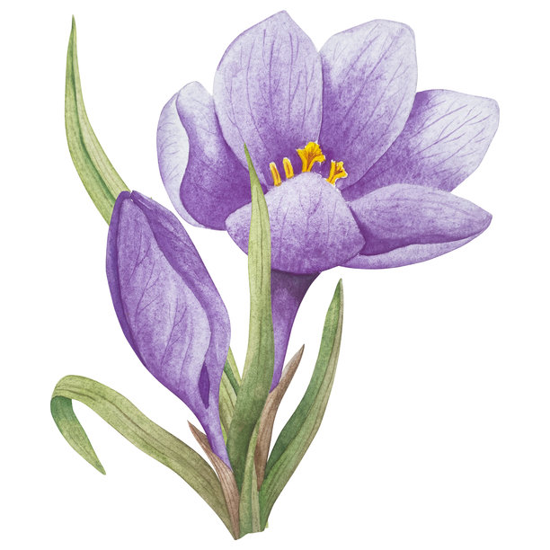 复活节花卉节日传统装饰元素套装。水彩插画。彩蛋、丝带、春季花园花卉和篮子。用于花束、花环、明信片、问候卡的复活节装饰套装。图片下载